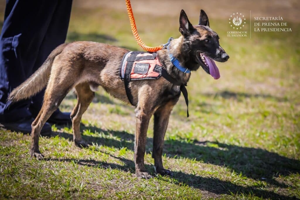 Perros rescatistas: conozca a los héroes que buscan sobrevivientes del doble terremoto en Venezuela