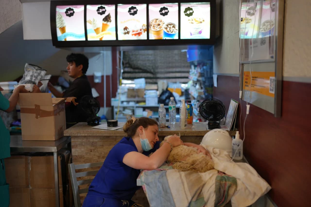 Sobrevivientes de los terremotos buscan a sus mascotas desaparecidas en el "Hospital McDonald's"