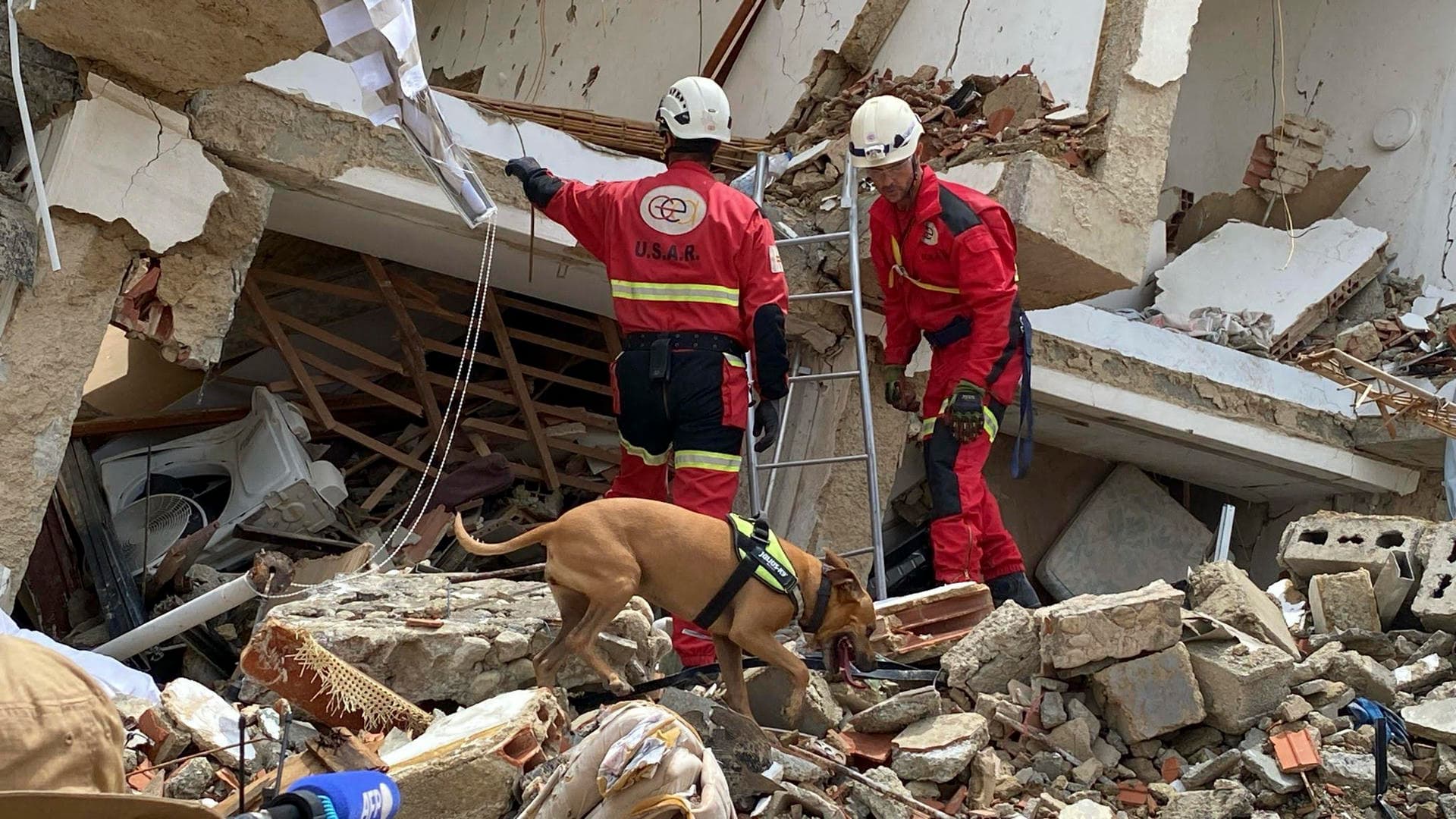 Nala, la perrita bombera de Alicante que ayuda en Venezuela
